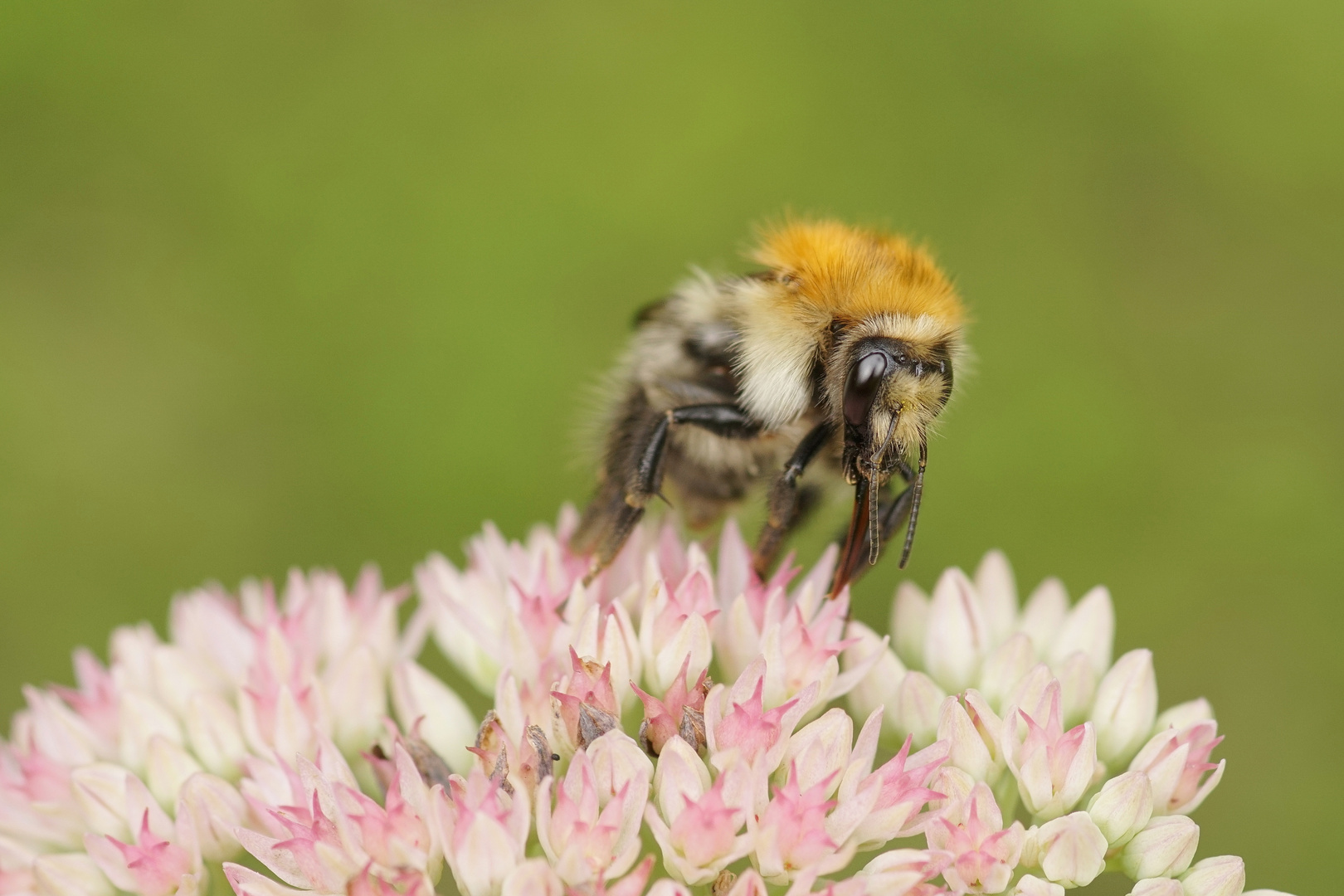 Ackerhummel