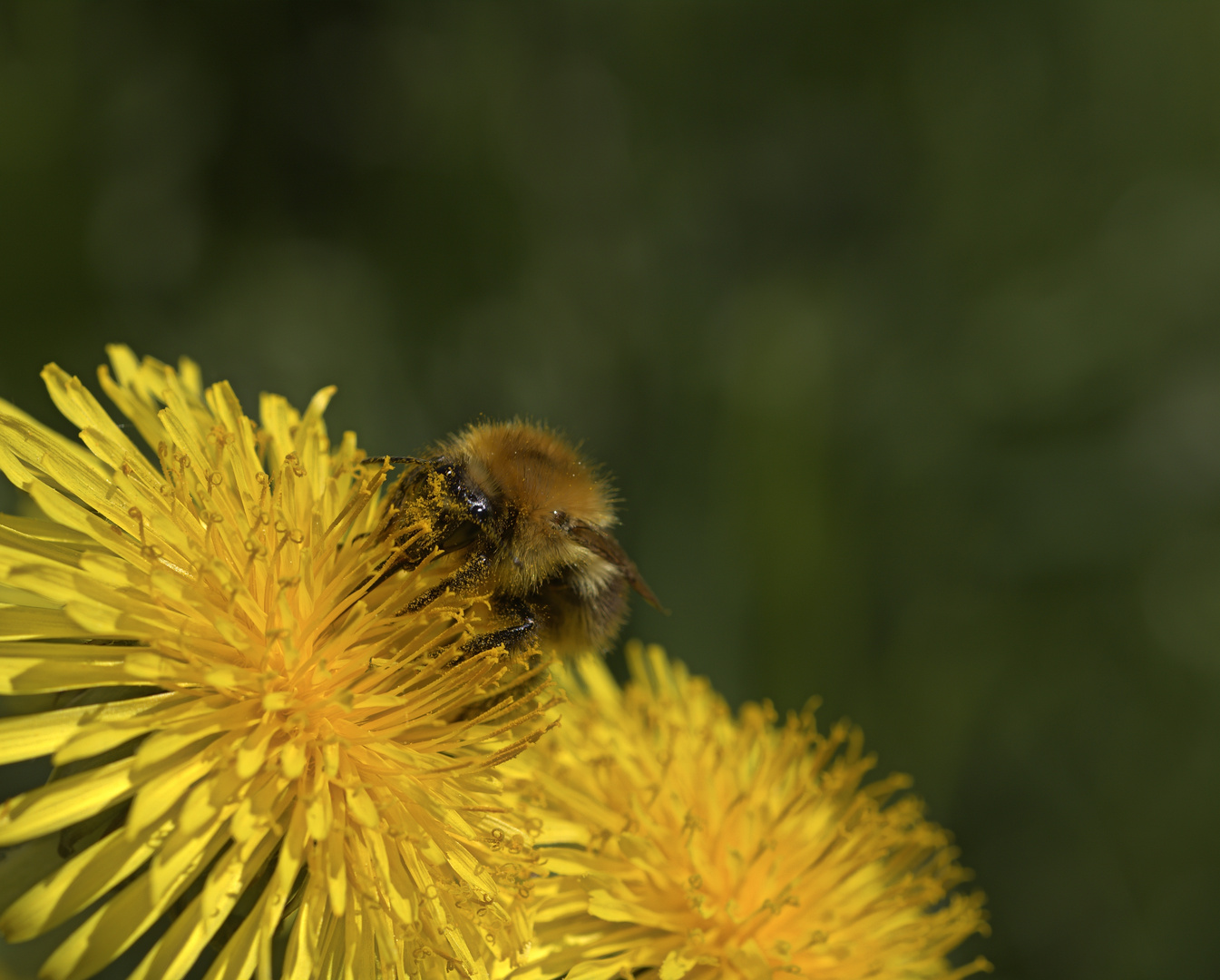 Ackerhummel