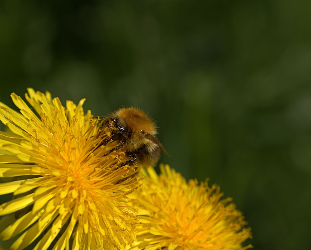 Ackerhummel