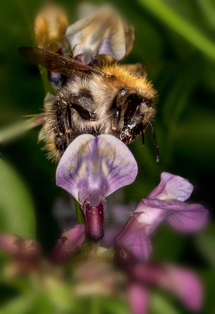 Ackerhummel