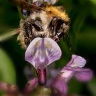 Ackerhummel