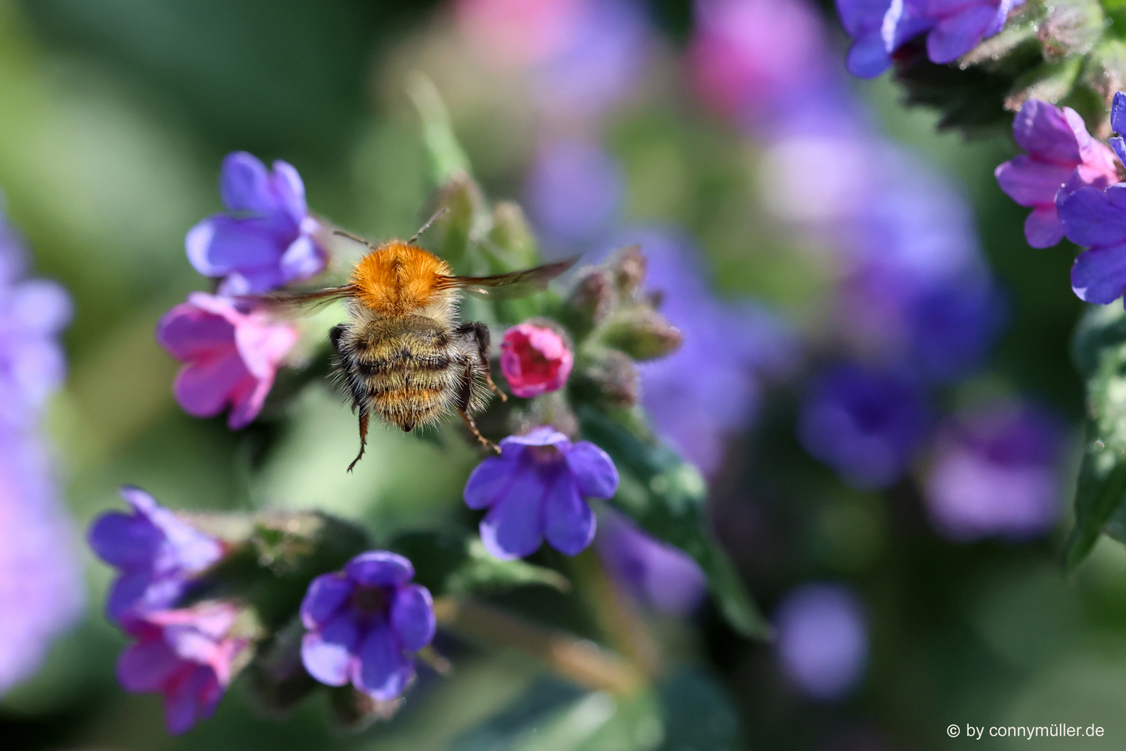 Ackerhummel