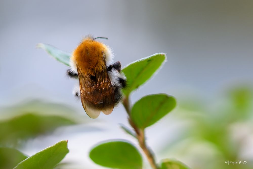 Ackerhummel