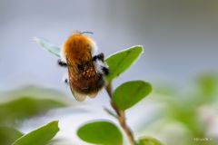 Ackerhummel