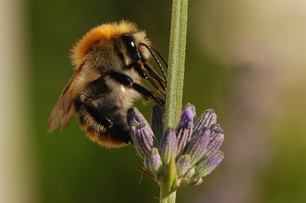 Ackerhummel bei der Arbeit