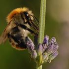 Ackerhummel bei der Arbeit