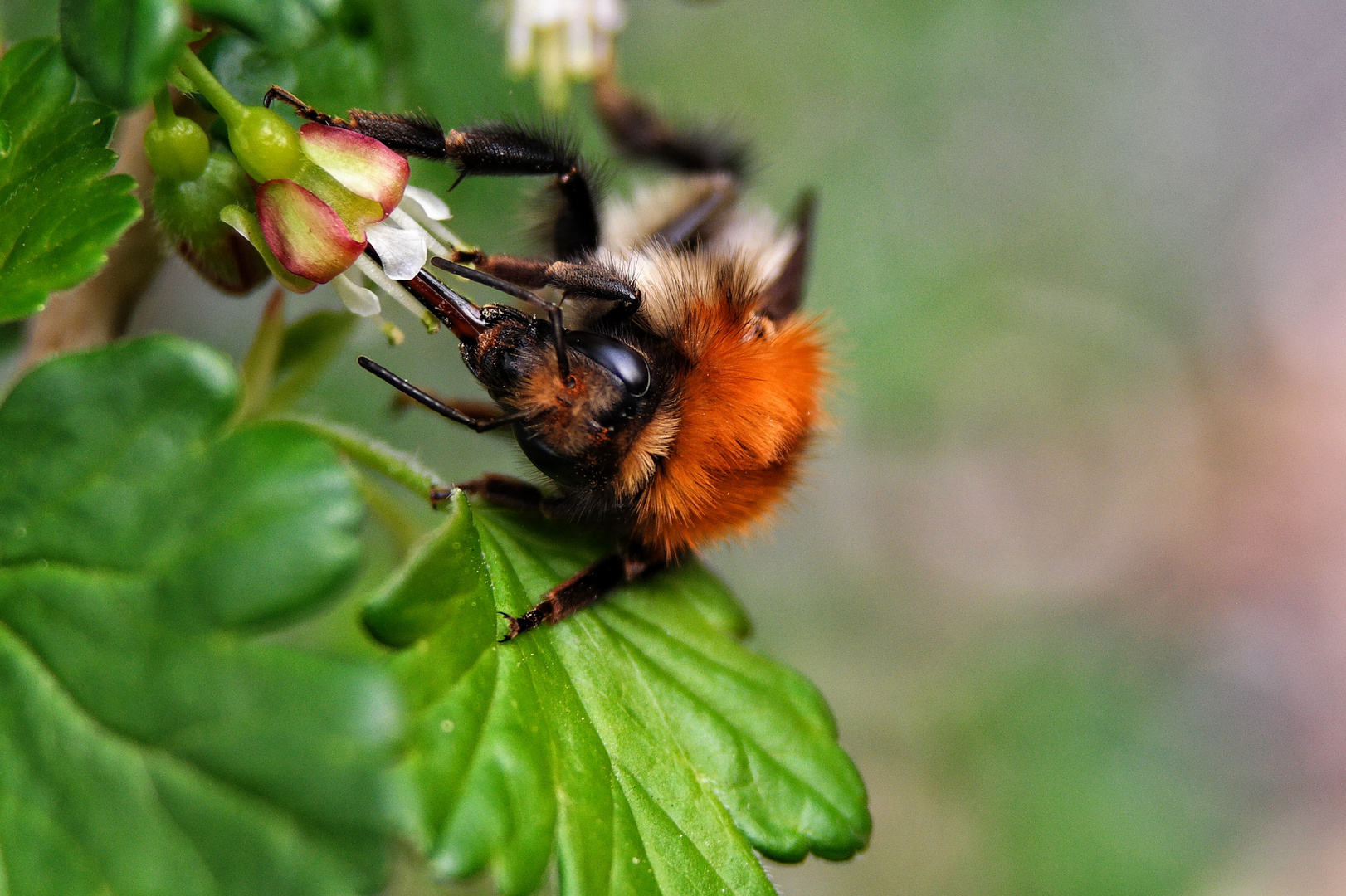 Ackerhummel beim Naschen