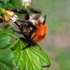 Ackerhummel beim Naschen