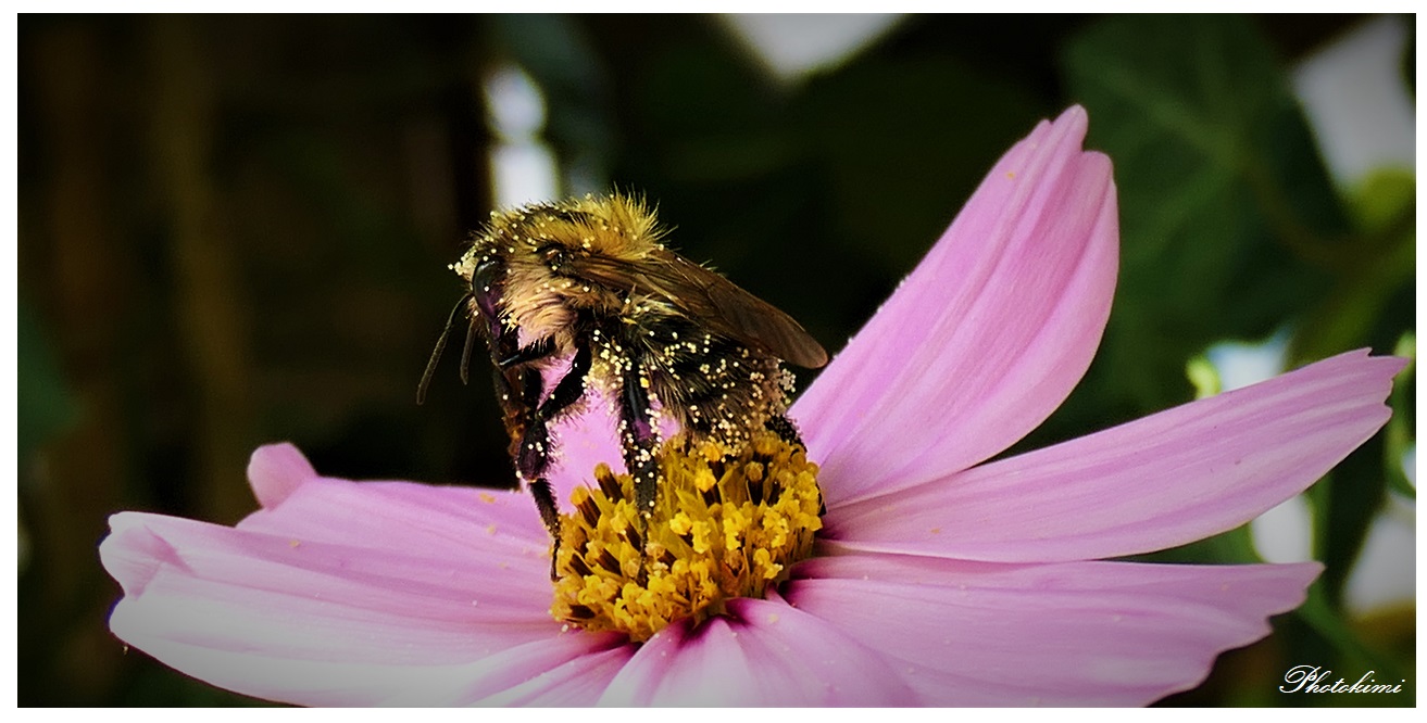 Ackerhummel besucht Kosmos