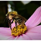 Ackerhummel besucht Kosmos