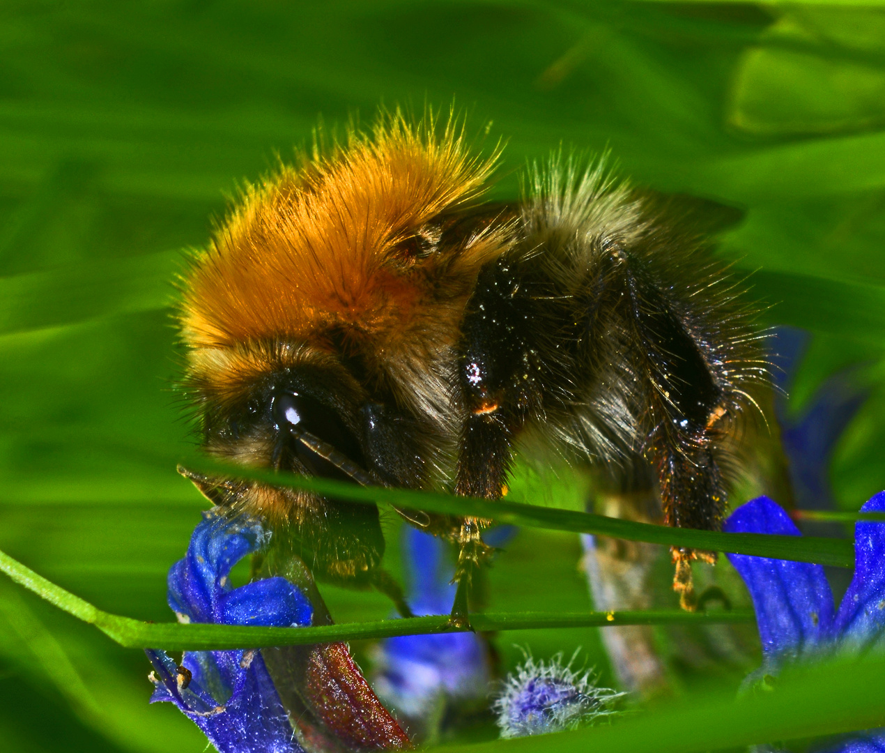 Ackerhummel (Bombus argrorum)