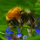 Ackerhummel (Bombus argrorum)