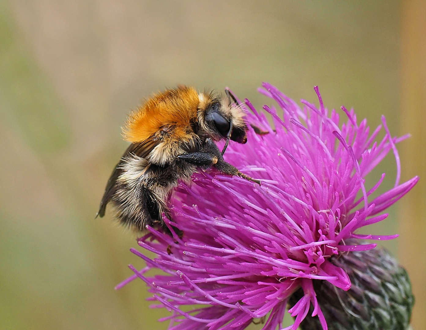 Ackerhummel (Bombus pacuorum)