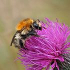 Ackerhummel (Bombus pacuorum)