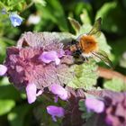 Ackerhummel (Bombus pascuorum )