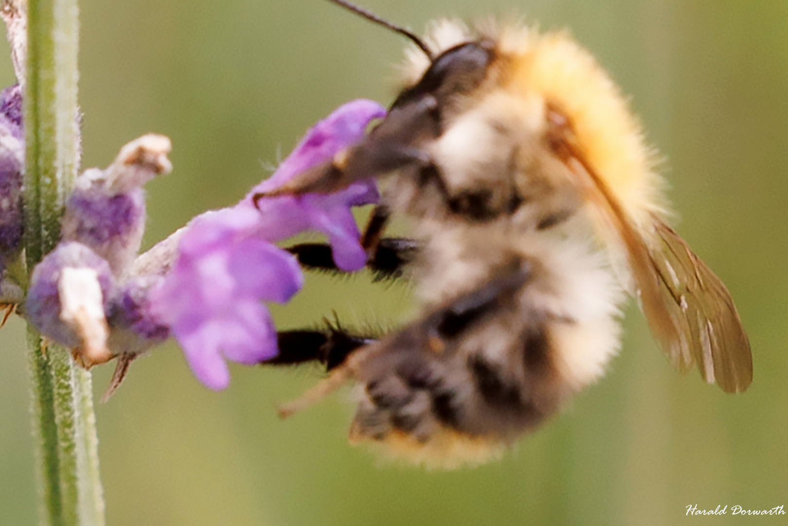 Ackerhummel (Bombus pascuorum) 