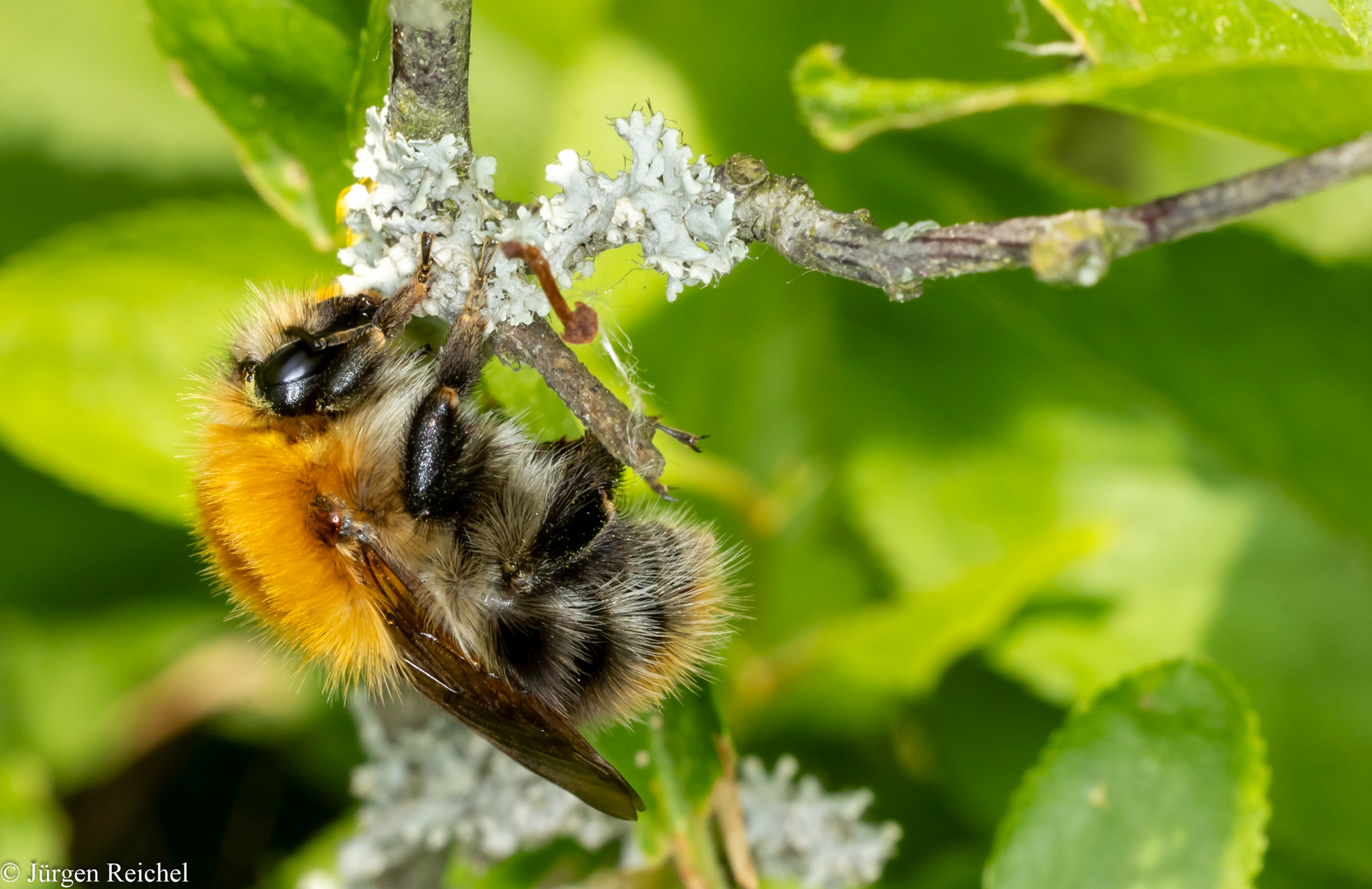 Ackerhummel (Bombus pascuorum) 