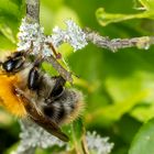 Ackerhummel (Bombus pascuorum) 