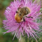 Ackerhummel (Bombus pascuorum)