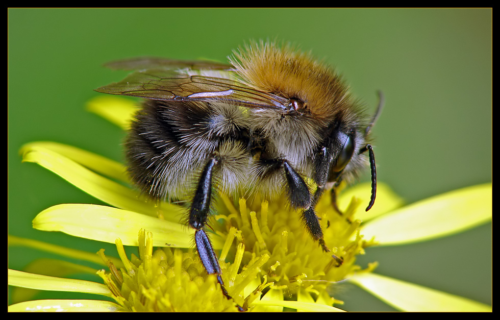 Ackerhummel? (Bombus pascuorum)