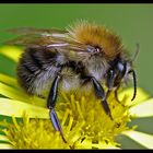 Ackerhummel? (Bombus pascuorum)