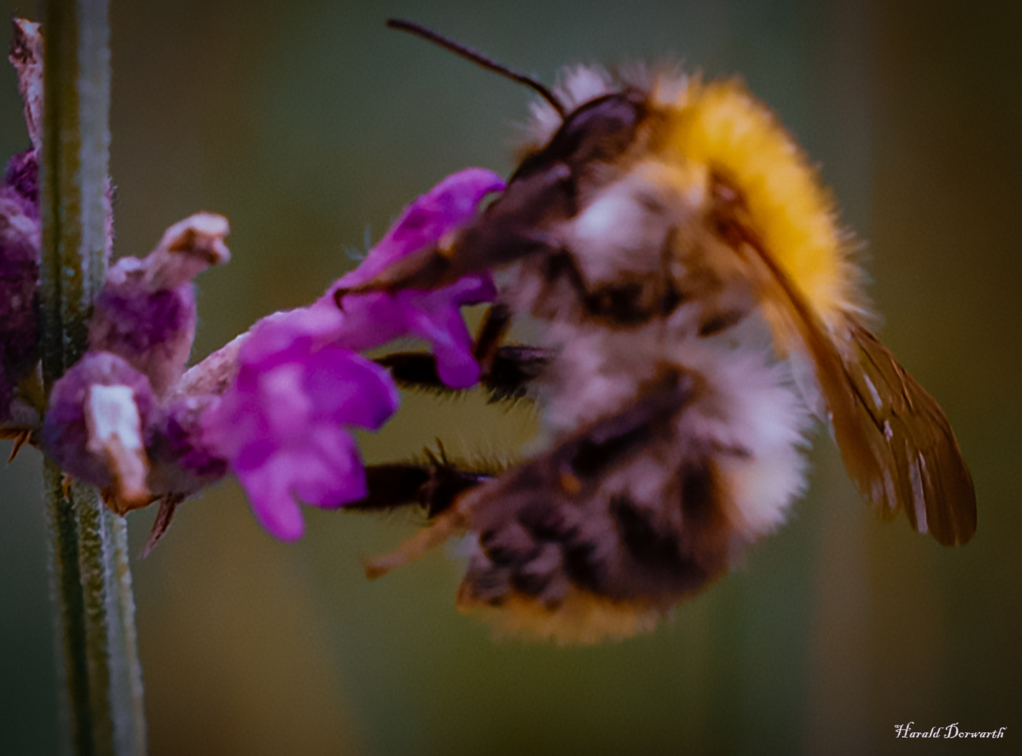 Ackerhummel (Bombus pascuorum)