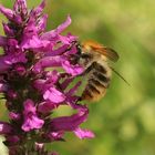 Ackerhummel (Bombus pascuorum)