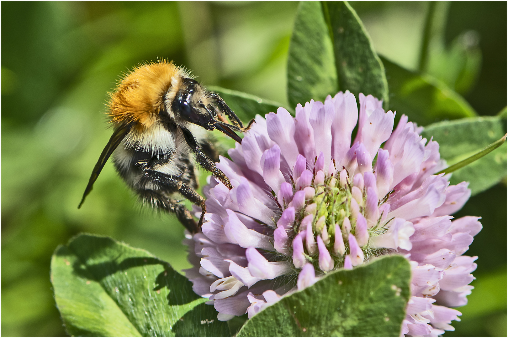 Ackerhummel (Bombus pascuorum) an einer . . .