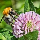 Ackerhummel (Bombus pascuorum) an einer . . .