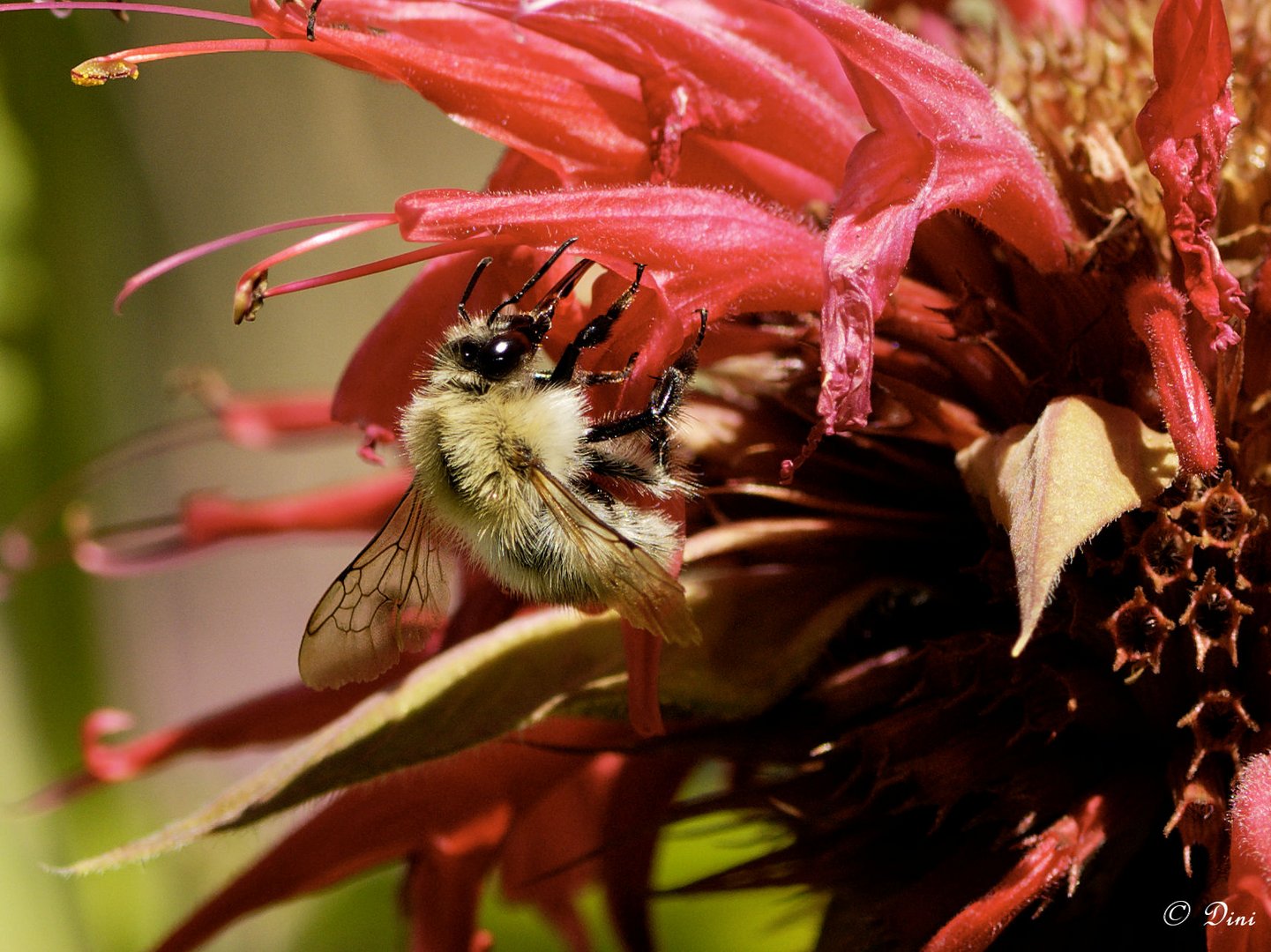 Ackerhummel (Bombus pascuorum) auf Goldmelisse