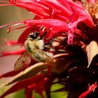 Ackerhummel (Bombus pascuorum) auf Goldmelisse