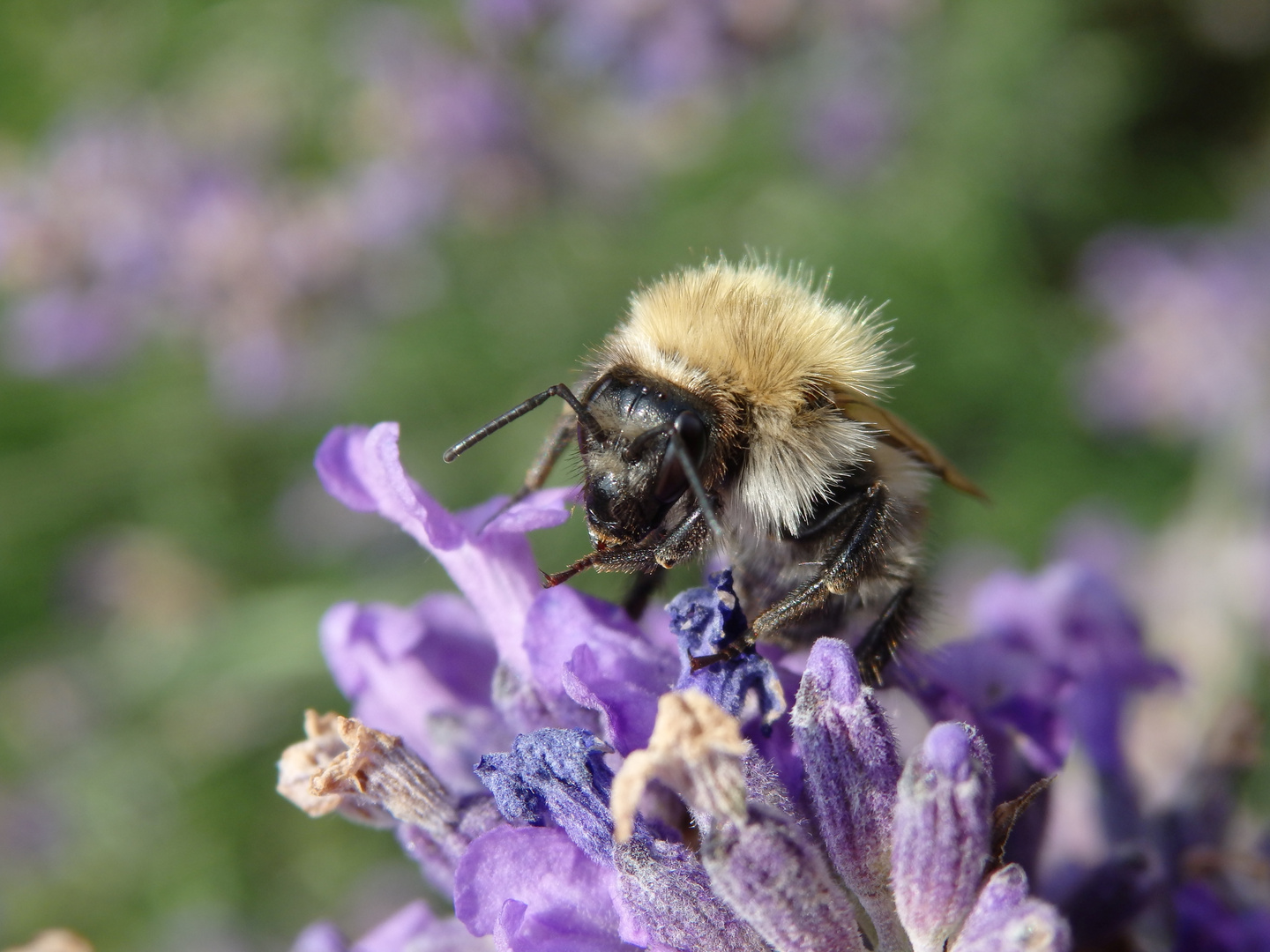 Ackerhummel (Bombus pascuorum) auf Lavendel