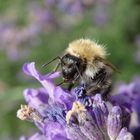 Ackerhummel (Bombus pascuorum) auf Lavendel