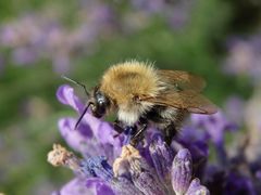 Ackerhummel (Bombus pascuorum) auf Lavendel