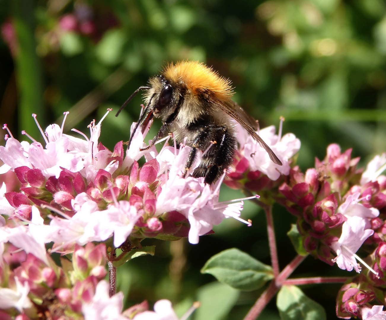 Ackerhummel (Bombus pascuorum) auf Oregano