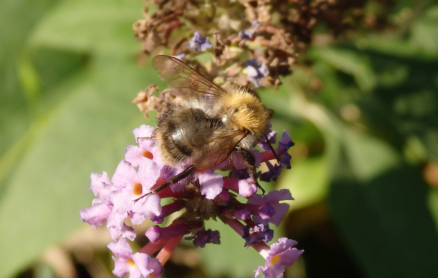 Ackerhummel (Bombus pascuorum) auf Sommerflieder