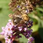 Ackerhummel (Bombus pascuorum) auf Sommerflieder