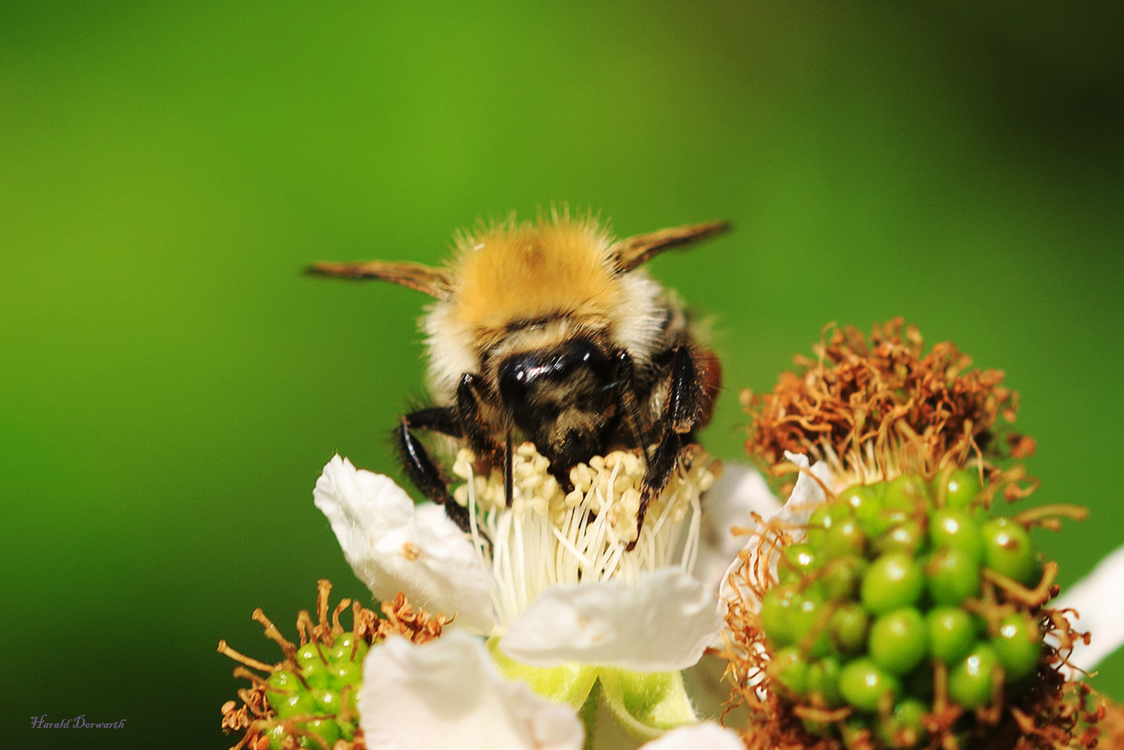 Ackerhummel (Bombus pascuorum) 