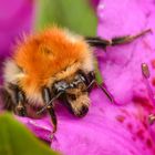 Ackerhummel (Bombus pascuorum)