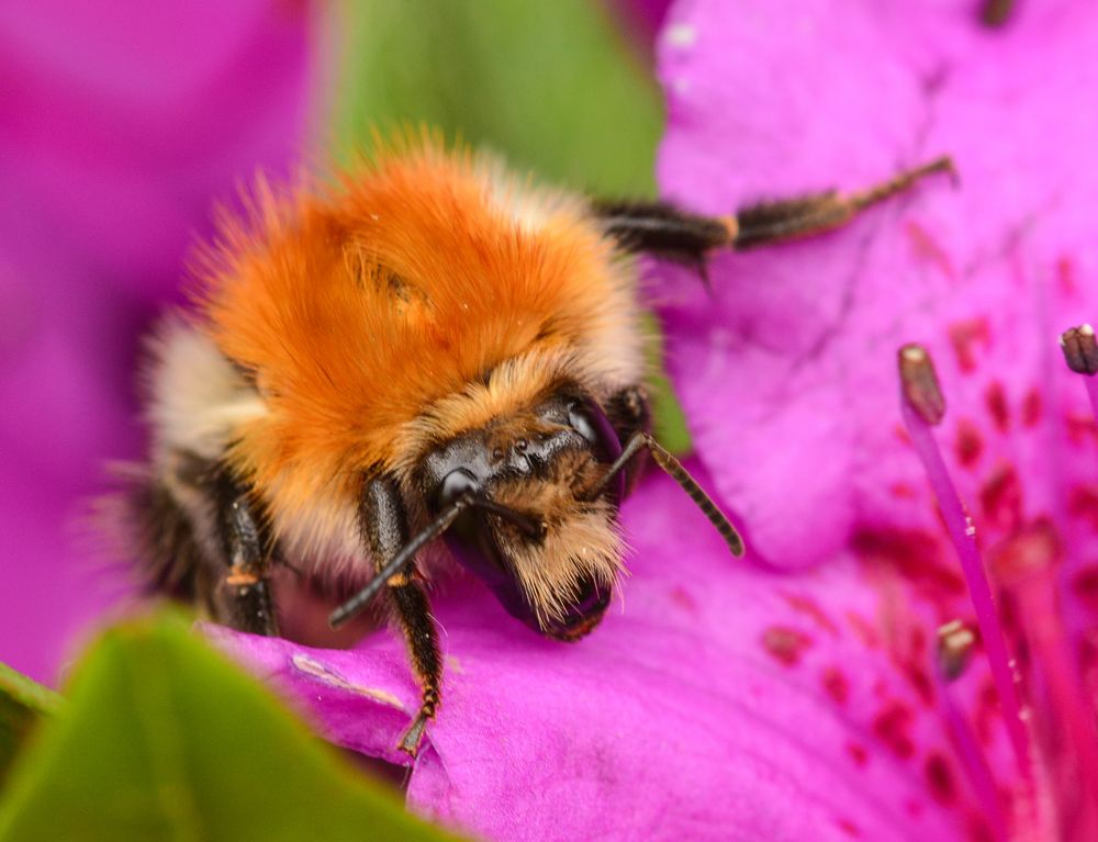 Ackerhummel (Bombus pascuorum)