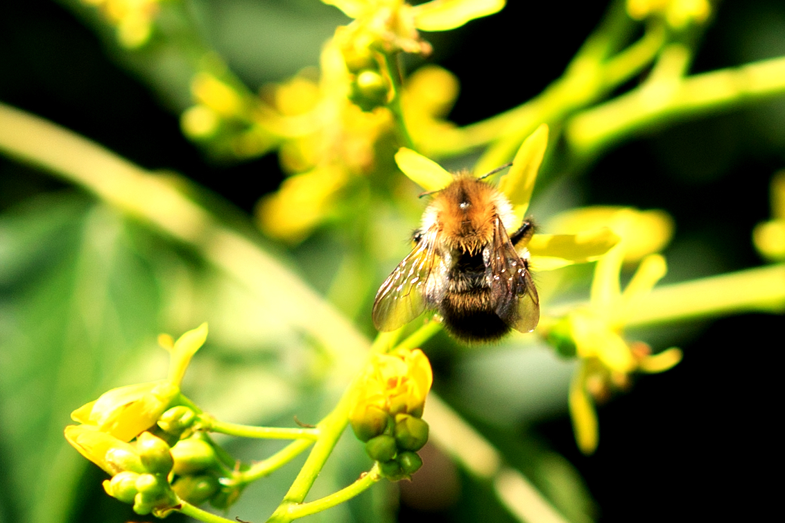 Ackerhummel (Bombus pascuorum)