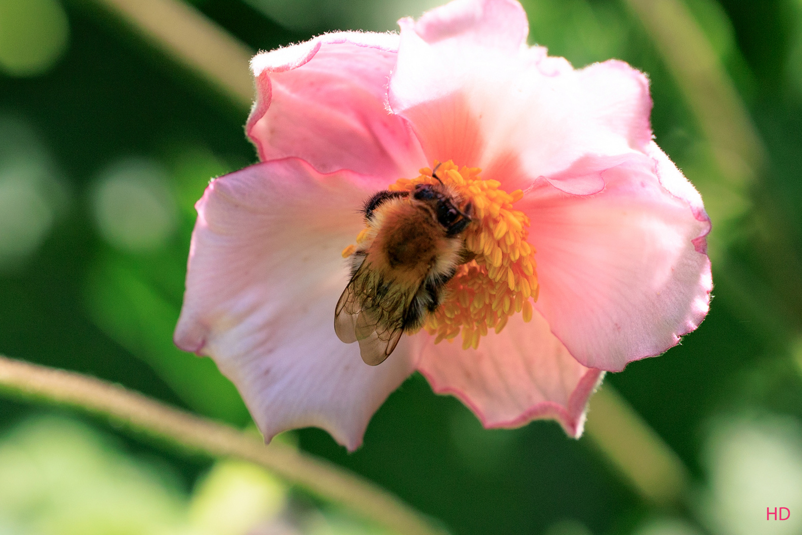 Ackerhummel (Bombus pascuorum)