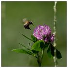 Ackerhummel (Bombus pascuorum)