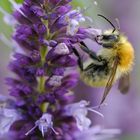 Ackerhummel (Bombus pascuorum)