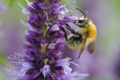 Ackerhummel (Bombus pascuorum)