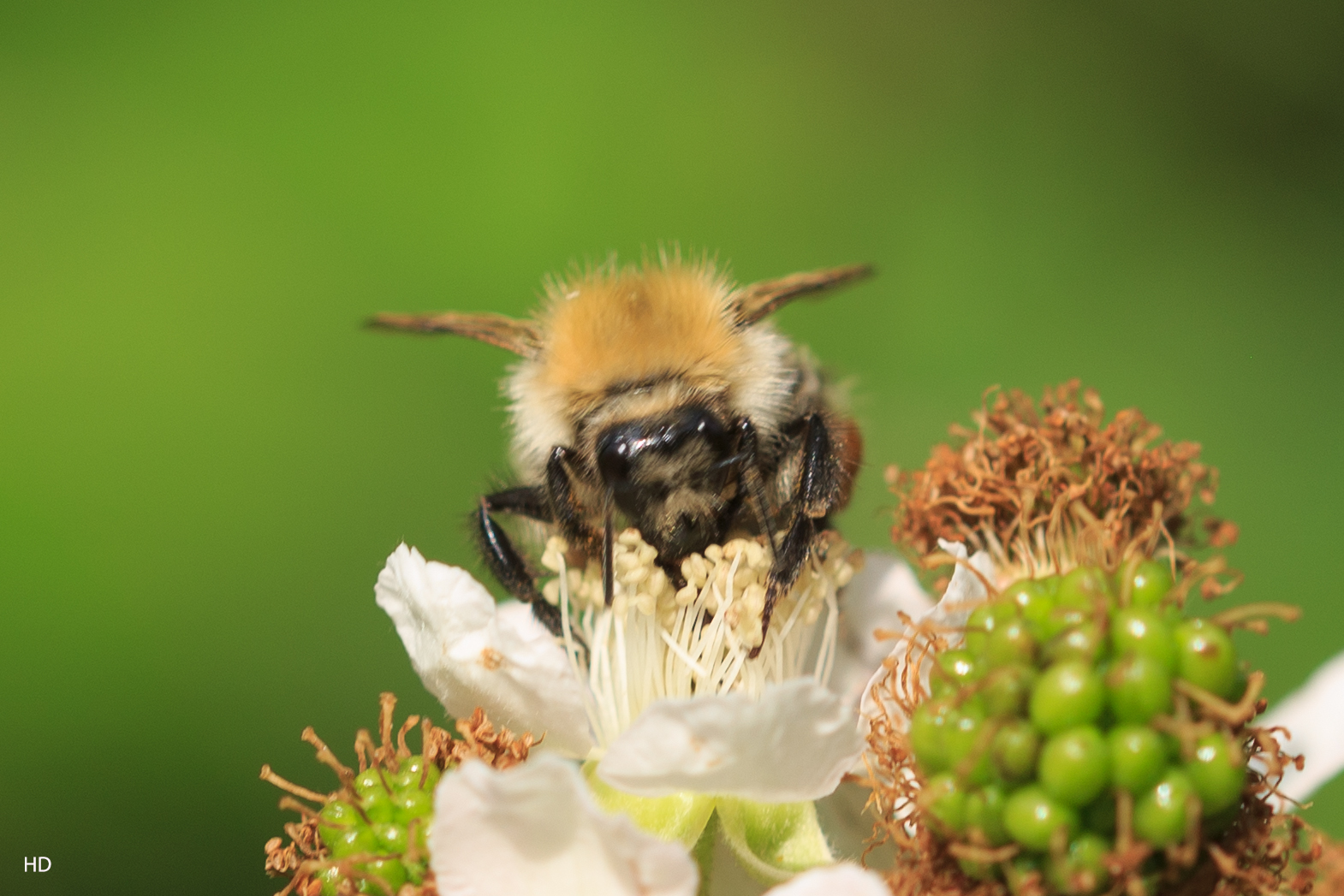 Ackerhummel (Bombus pascuorum)