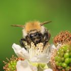 Ackerhummel (Bombus pascuorum)