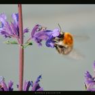 Ackerhummel (Bombus pascuorum)