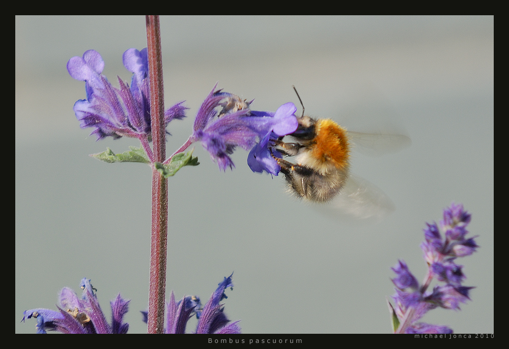 Ackerhummel (Bombus pascuorum)