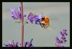 Ackerhummel (Bombus pascuorum)